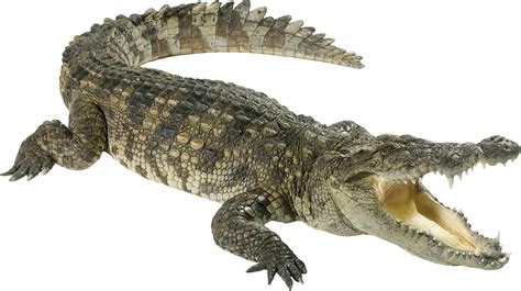 Crocodile .